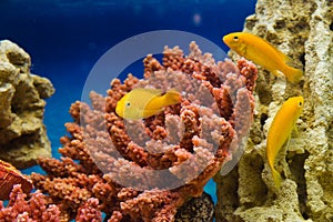 Labidochromis caeruleus yellow (Ð›Ð°Ð±Ð¸Ð´Ð¾Ñ…Ñ€Ð¾Ð¼Ð¸Ñ ÐµÐ»Ð»